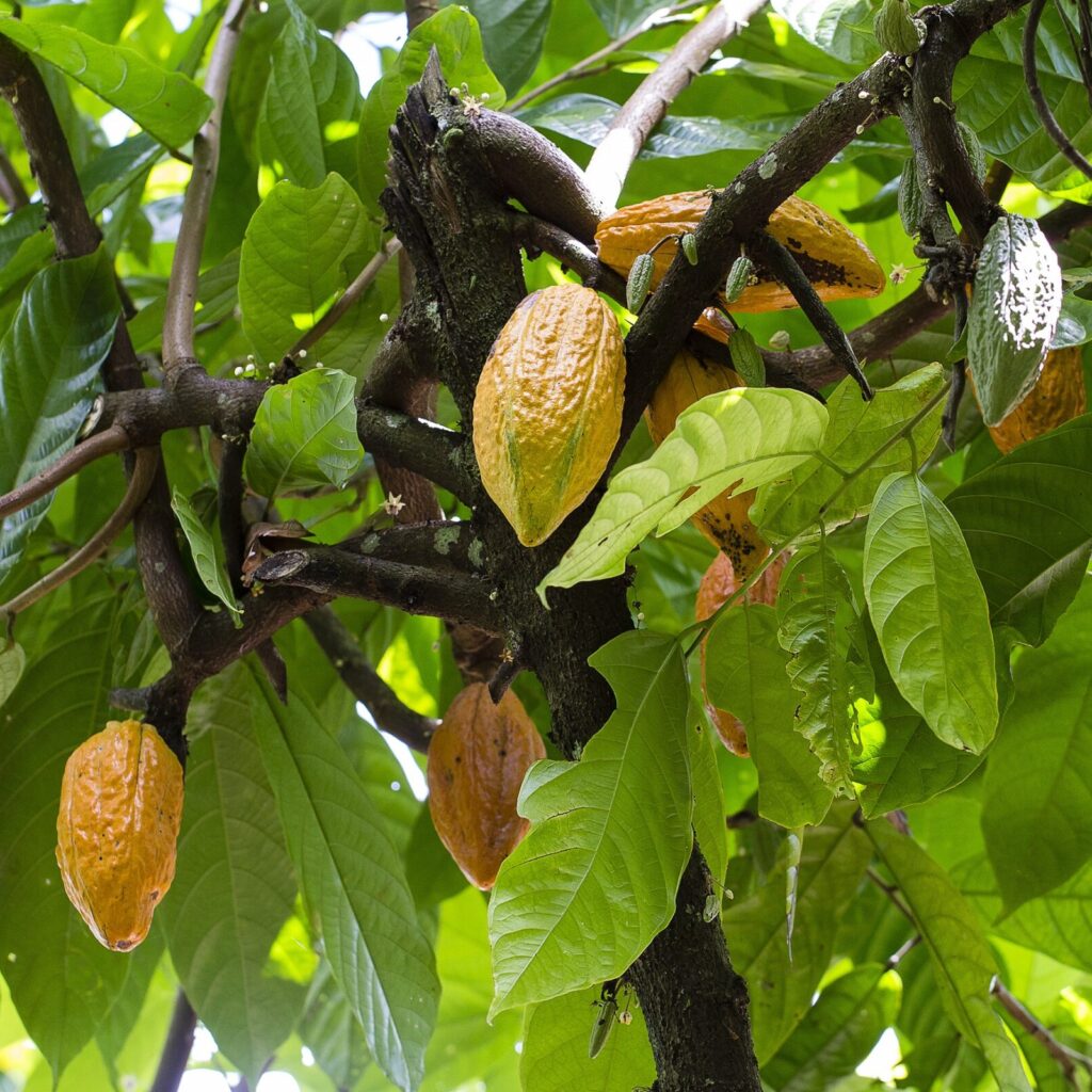 Cacaotero con fruto