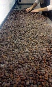 alt="cacao"