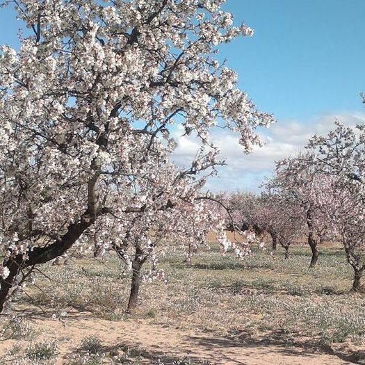 almendra marcona ecológica