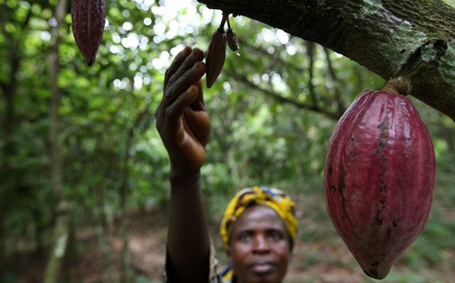 Chocolate orgánico elaborado por mujeres