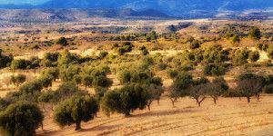 alt="aceite de oliva"