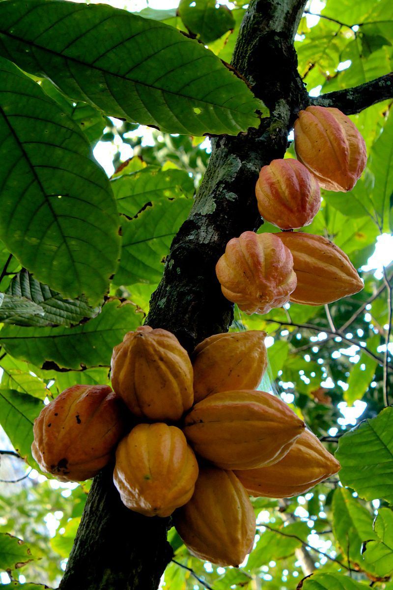 habas de cacao